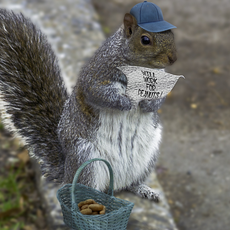 Sites & Squirrels: 10 Websites You Didn’t Know You Needed